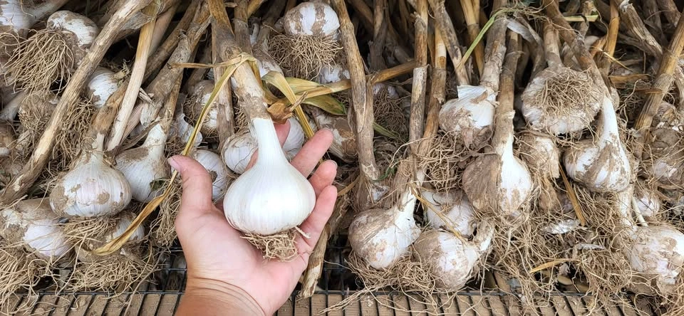 Naturally Grown Garlic (no pesticides or sprays) - photo 4