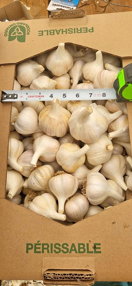 Locally naturally grown garlic