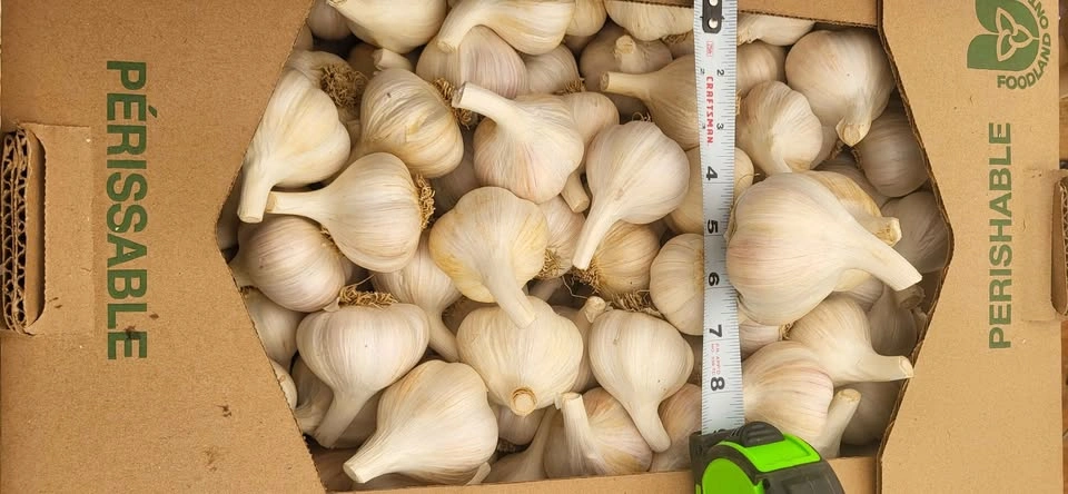 Locally naturally grown garlic - photo 2