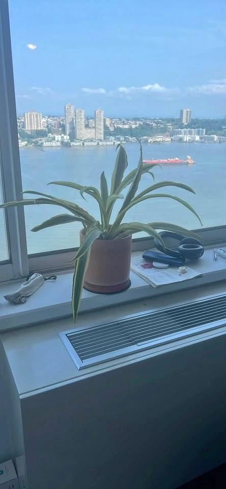 Snake Plant Seeking Loving New Home