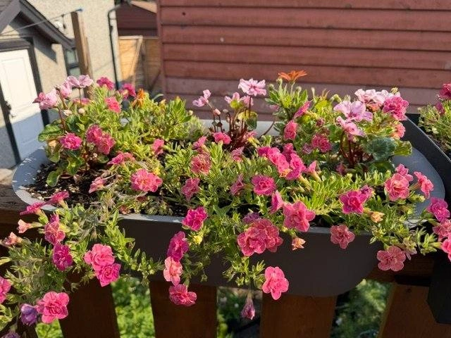 Planters for balcony (with flowers) - photo 2