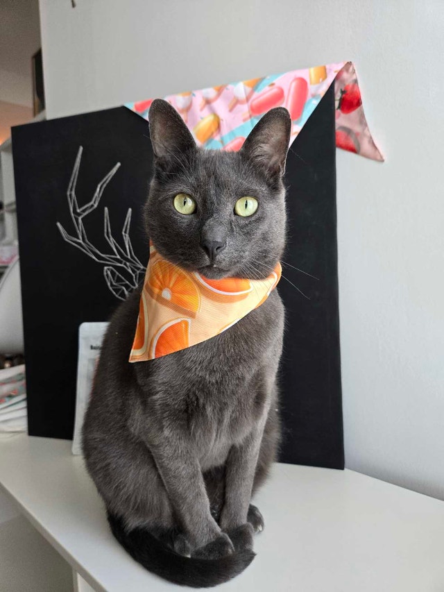Summer vibe Reversible Pet Bandana – 2 Looks in 1 - photo 3