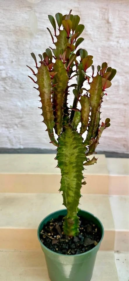 🌿African Milk Tree (Euphorbia Trigona). Good Luck Cactus.