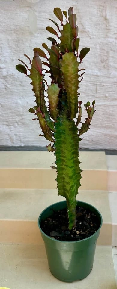 🌿African Milk Tree (Euphorbia Trigona). Good Luck Cactus. - photo 2