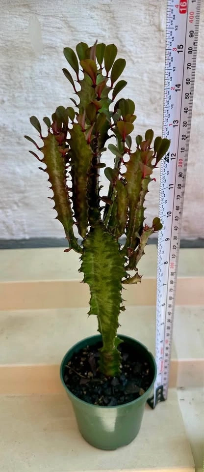 🌿African Milk Tree (Euphorbia Trigona). Good Luck Cactus. - photo 3