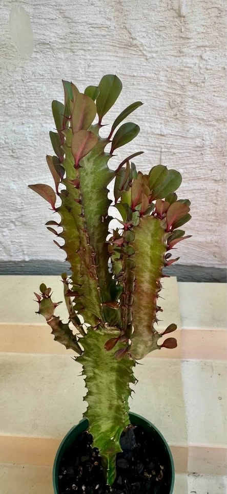 🌿African Milk Tree (Euphorbia Trigona). Good Luck Cactus. - photo 4