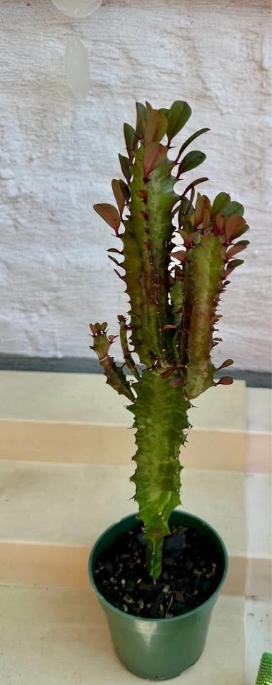 🌿African Milk Tree (Euphorbia Trigona). Good Luck Cactus. - photo 5