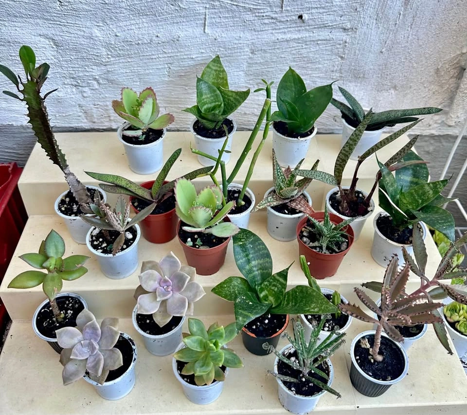 🌿Succulent Plants! Make your own arrangements. $3 each
