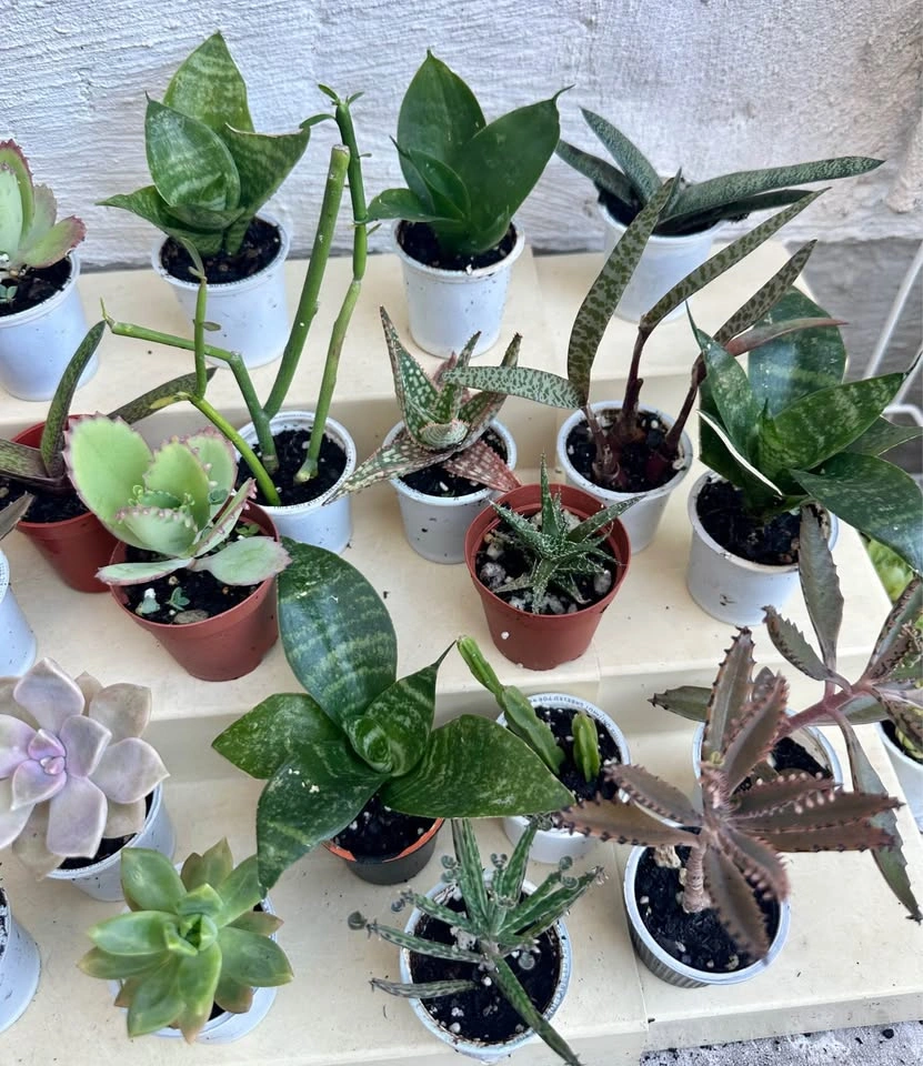 🌿Succulent Plants! Make your own arrangements. $3 each - photo 2