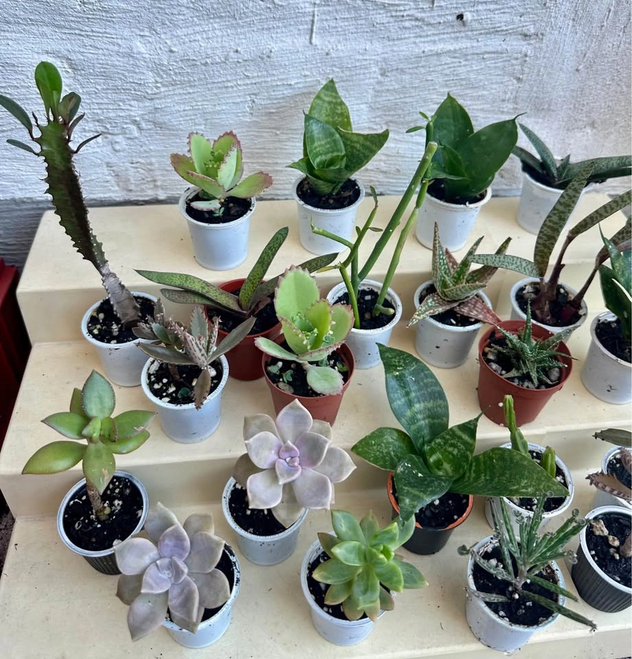 🌿Succulent Plants! Make your own arrangements. $3 each - photo 3