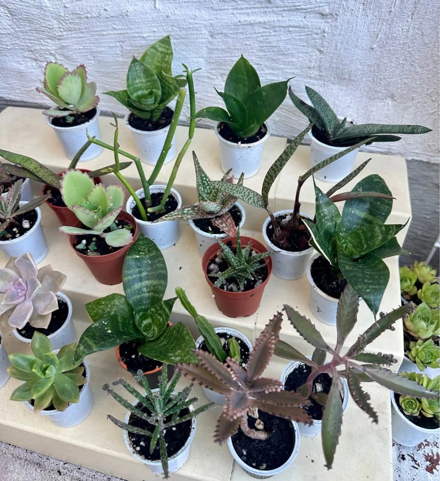 🌿Succulent Plants! Make your own arrangements. $3 each - photo 4