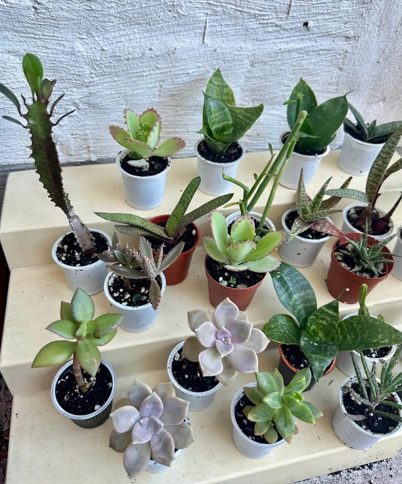 🌿Succulent Plants! Make your own arrangements. $3 each - photo 5