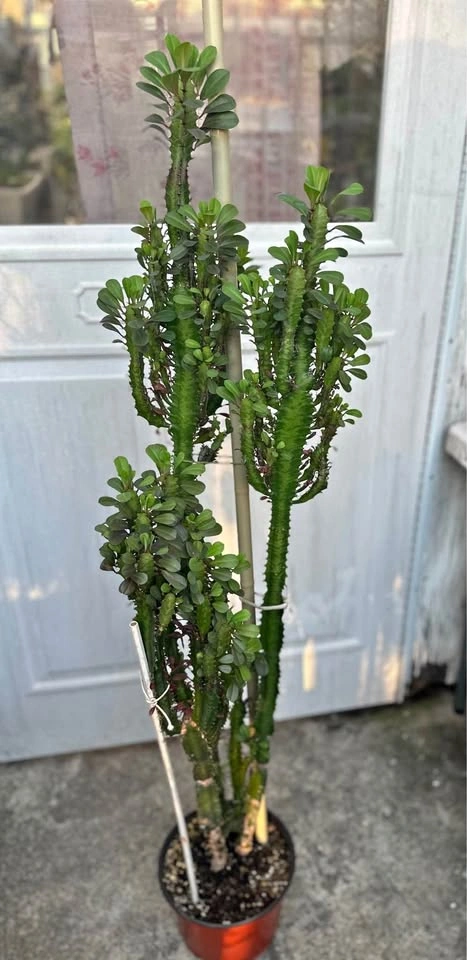 Tall Large African Milk Tree Plant (Euphorbia Trigona) 52"