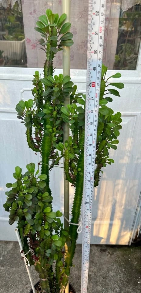 Tall Large African Milk Tree Plant (Euphorbia Trigona) 52" - photo 2