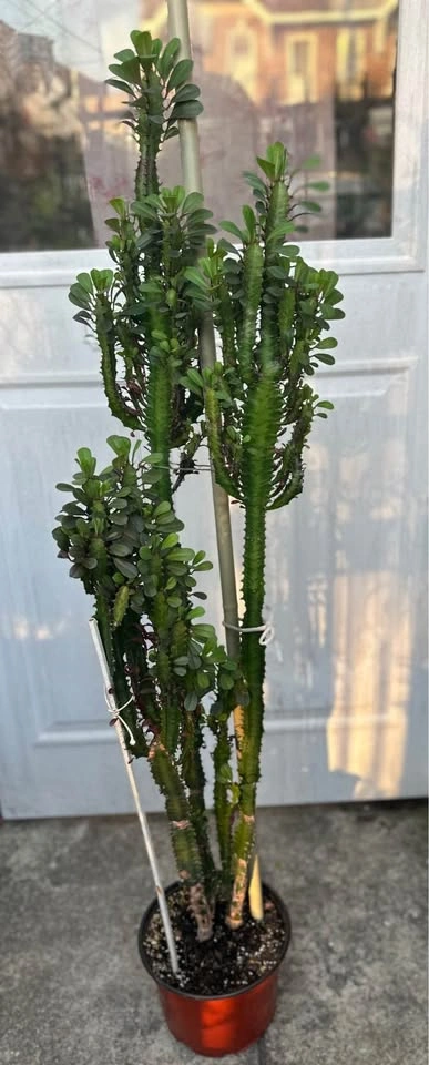 Tall Large African Milk Tree Plant (Euphorbia Trigona) 52" - photo 3
