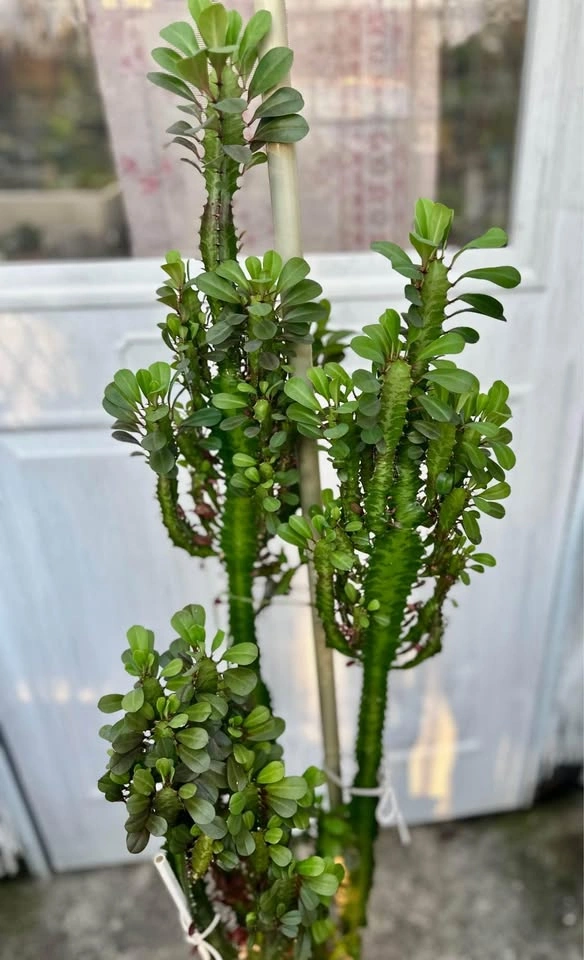Tall Large African Milk Tree Plant (Euphorbia Trigona) 52" - photo 4