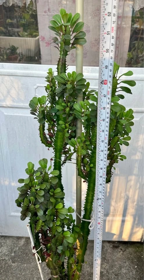 Tall Large African Milk Tree Plant (Euphorbia Trigona) 52" - photo 5