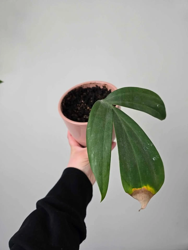 Dragon Tail Plant