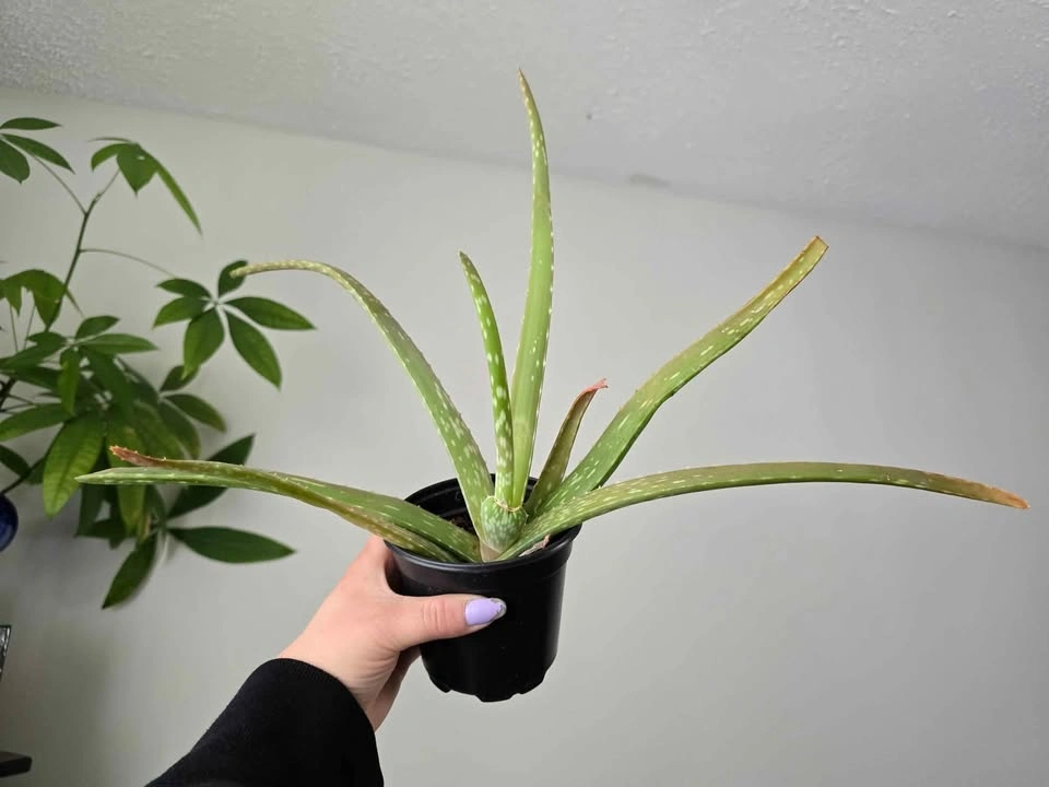 Aloe plant
