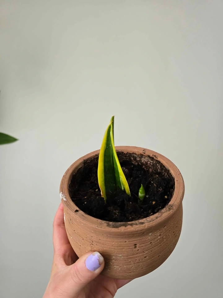 Small snake plant and pup