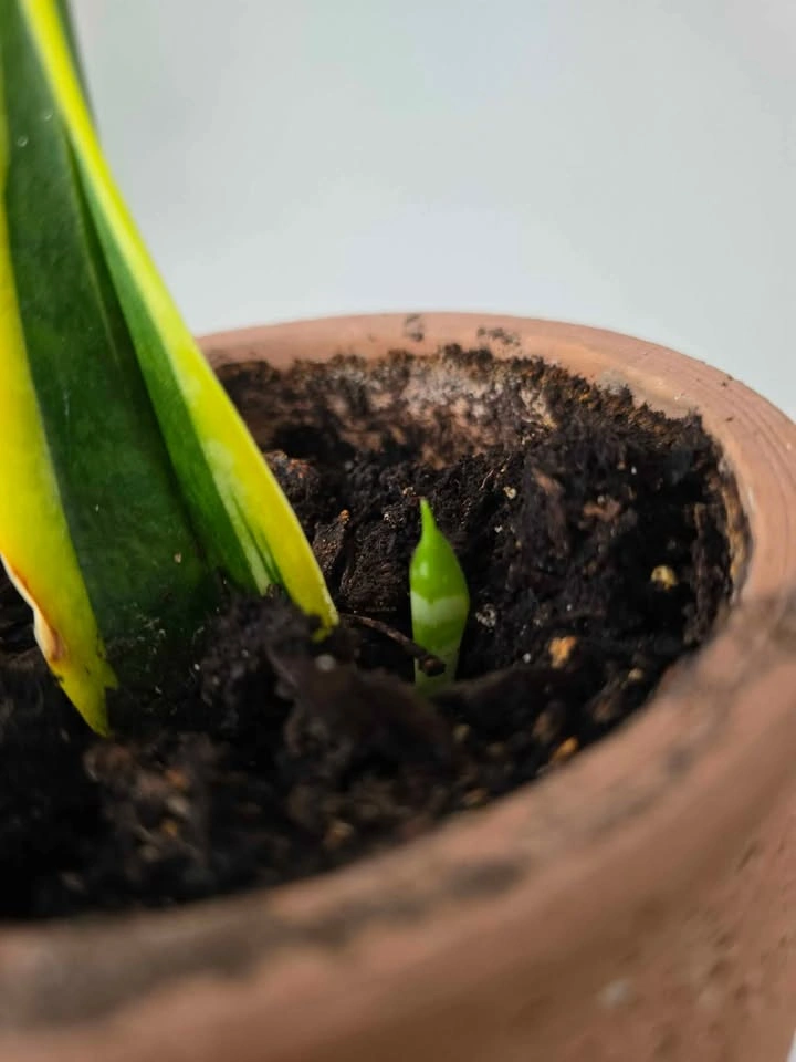 Small snake plant and pup - photo 2