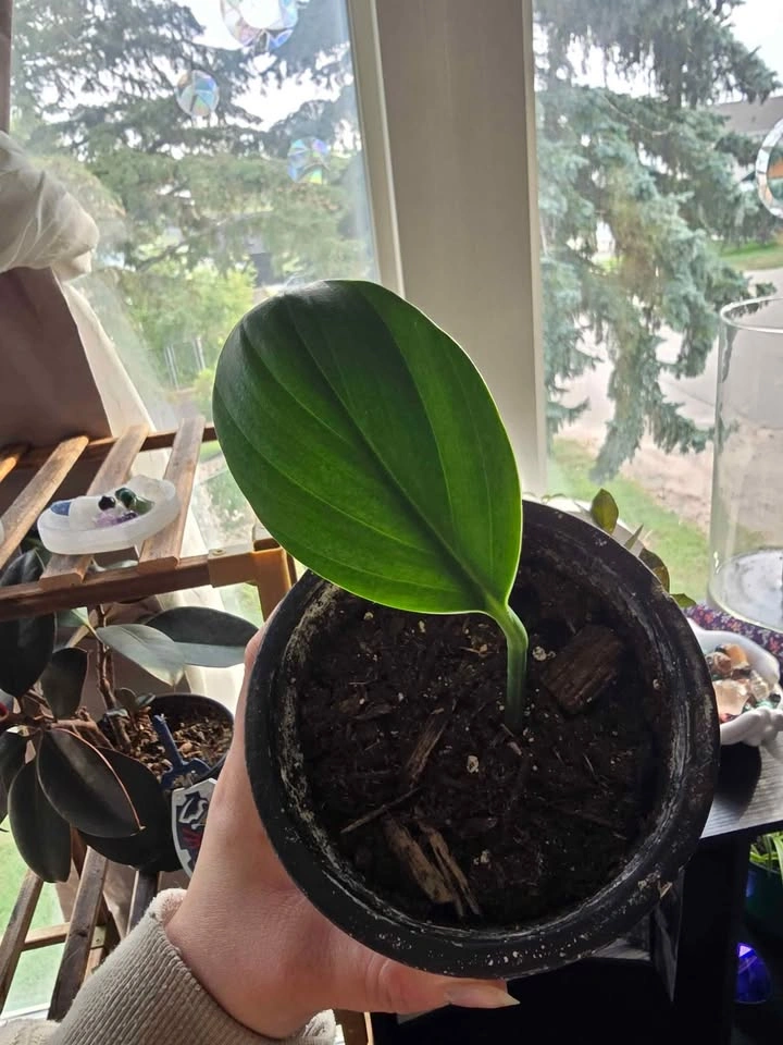 Dragon Tail Plant