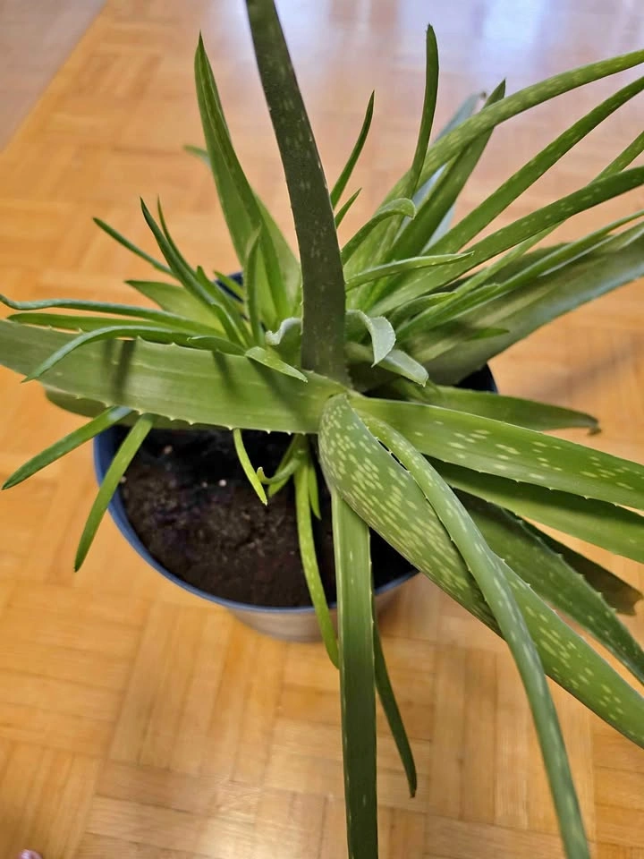 Healthy Aloe Vera Plant with Multiple Pups