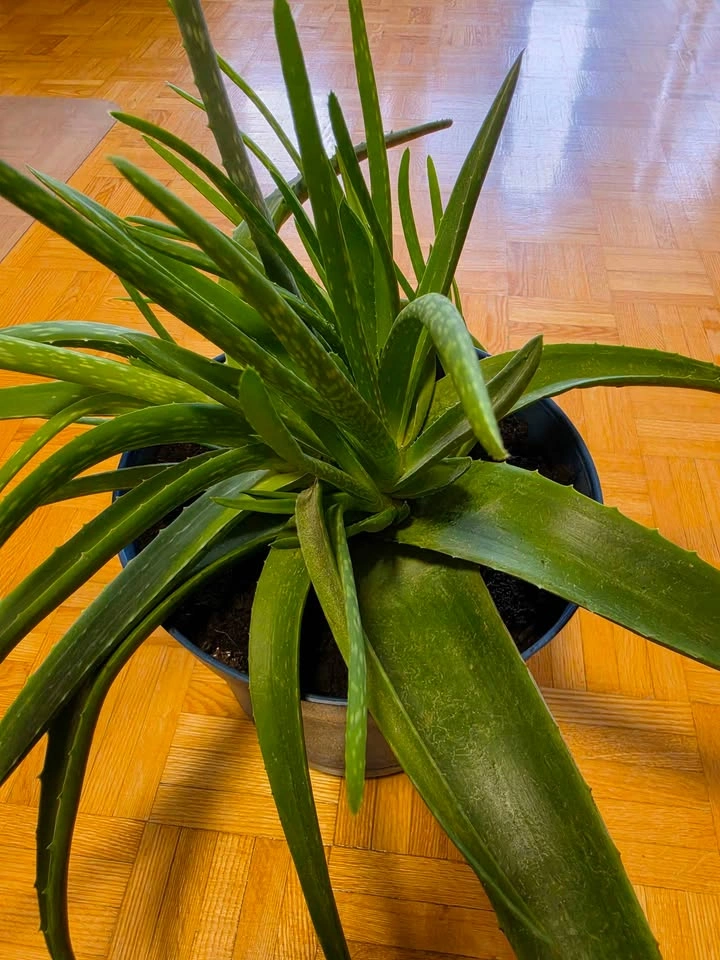 Healthy Aloe Vera Plant with Multiple Pups - photo 2