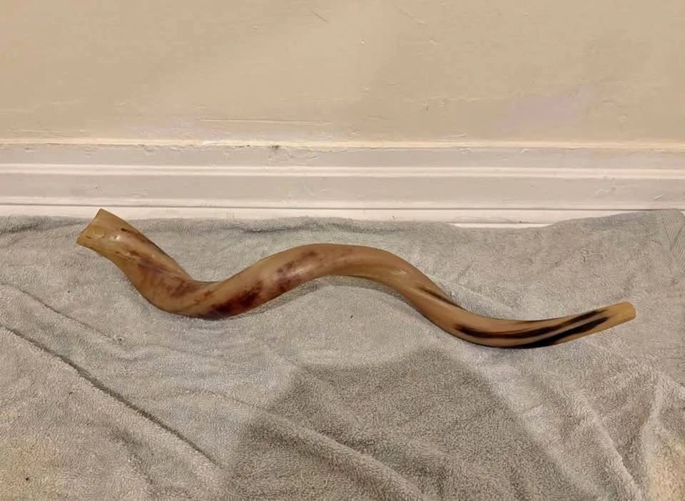 Yemenite Kudu Shofar ( cash only )