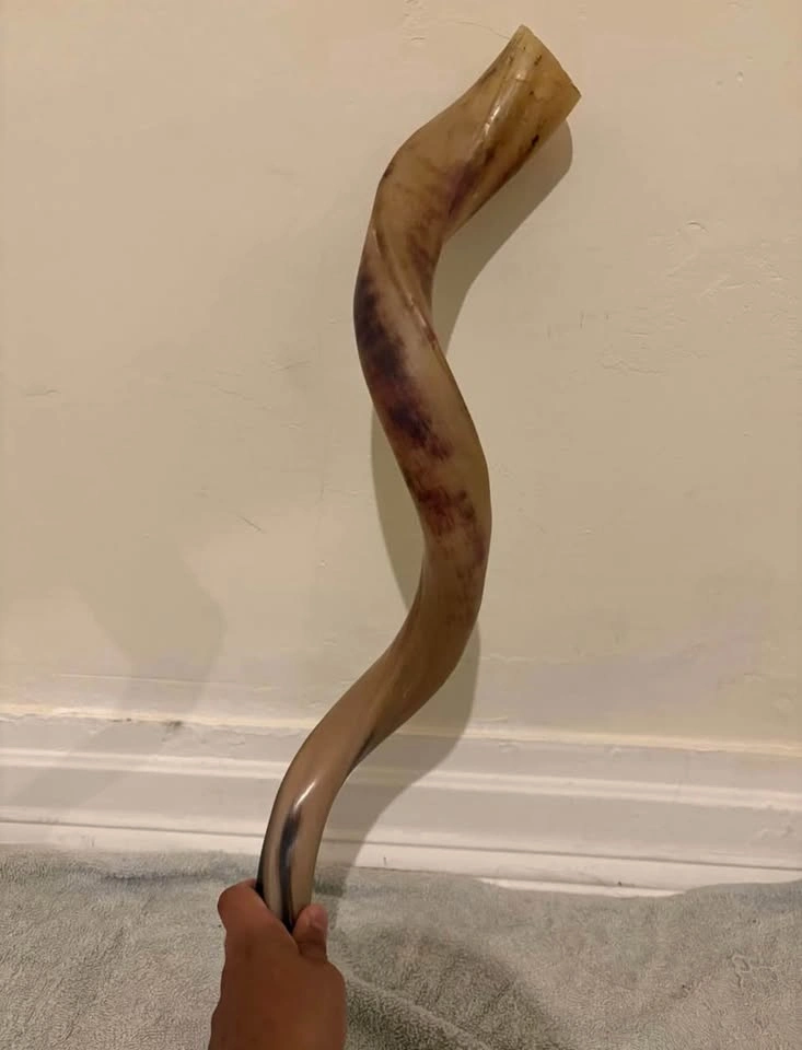 Yemenite Kudu Shofar ( cash only ) - photo 3