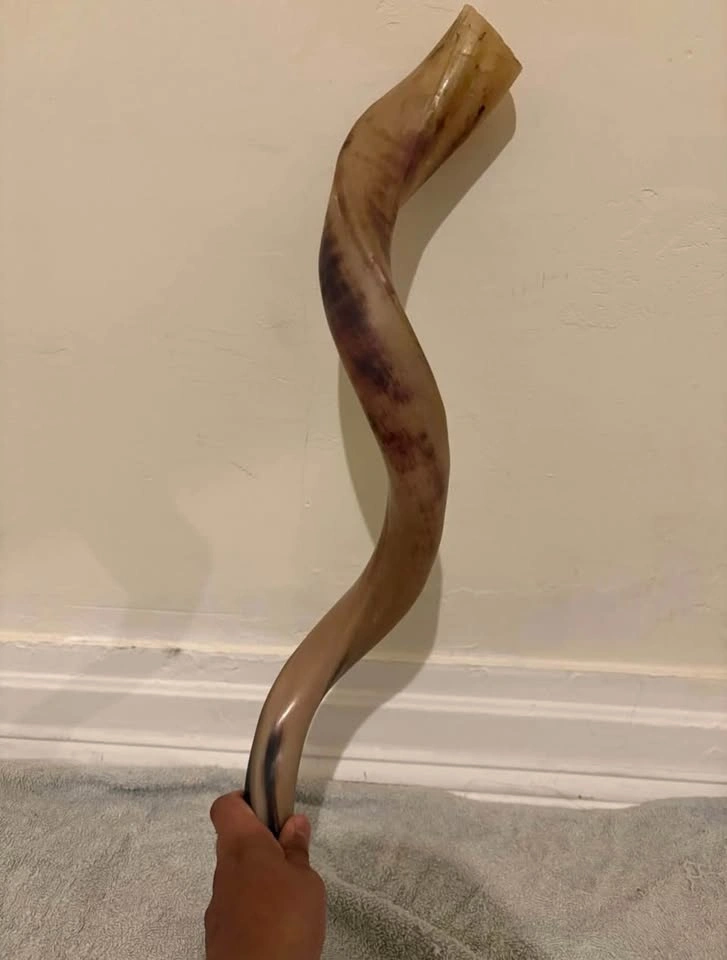 Yemenite Kudu Shofar ( cash only ) - photo 4