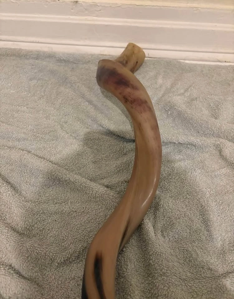 Yemenite Kudu Shofar ( cash only ) - photo 5