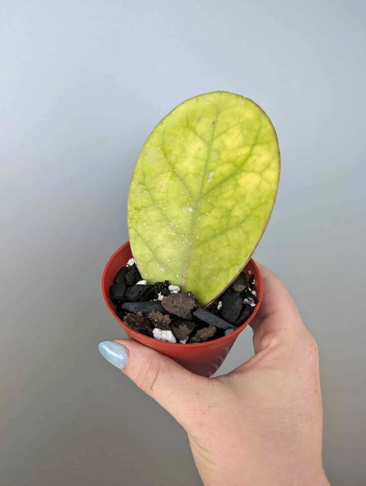 Hoya obovata plants