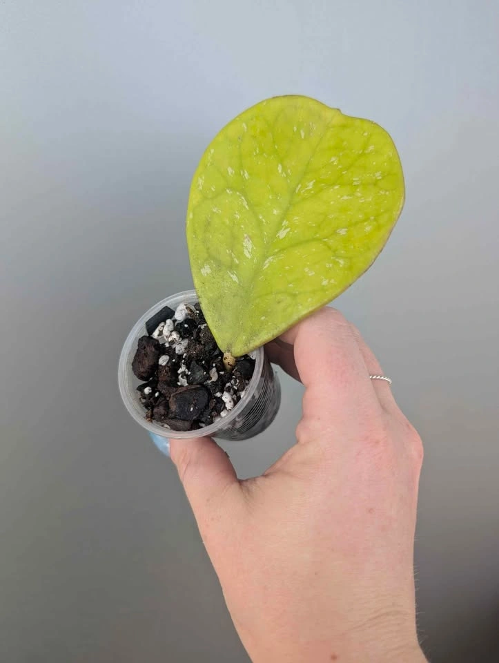 Hoya obovata plants - photo 2