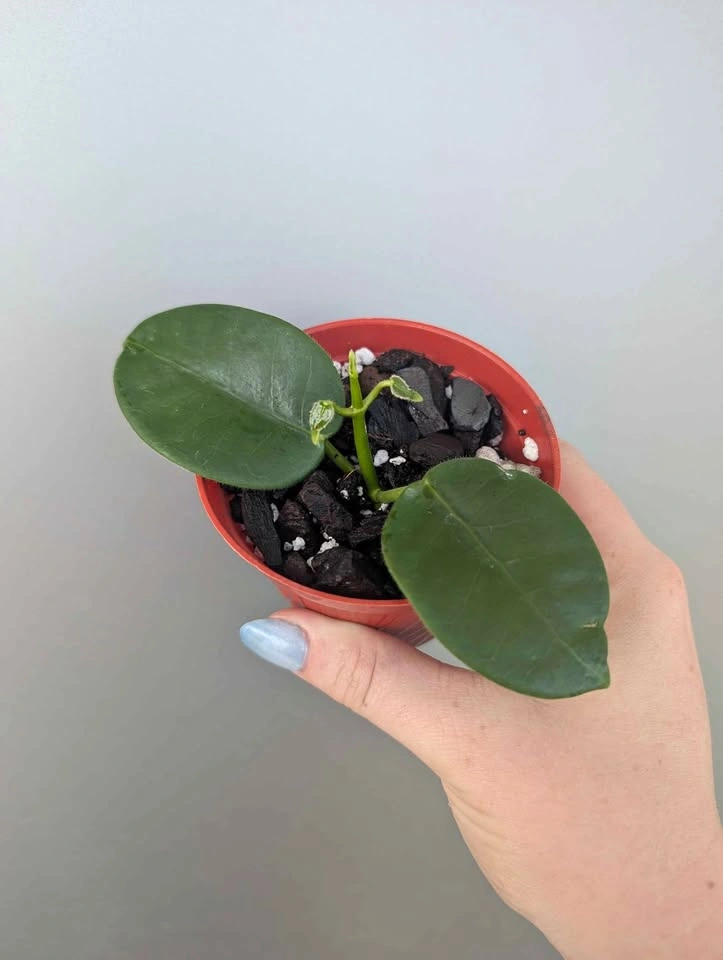 Hoya Ruthie plants