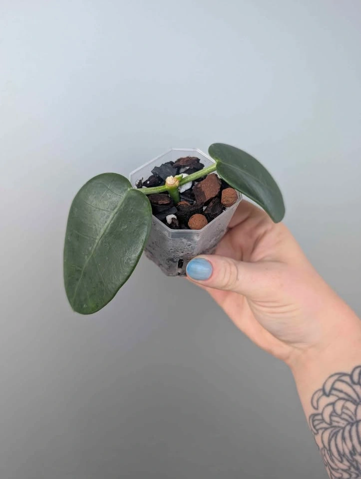 Hoya Ruthie plants - photo 2