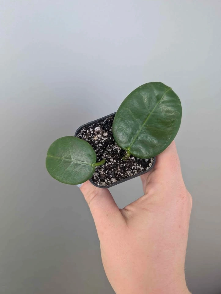 Hoya Ruthie plants - photo 3