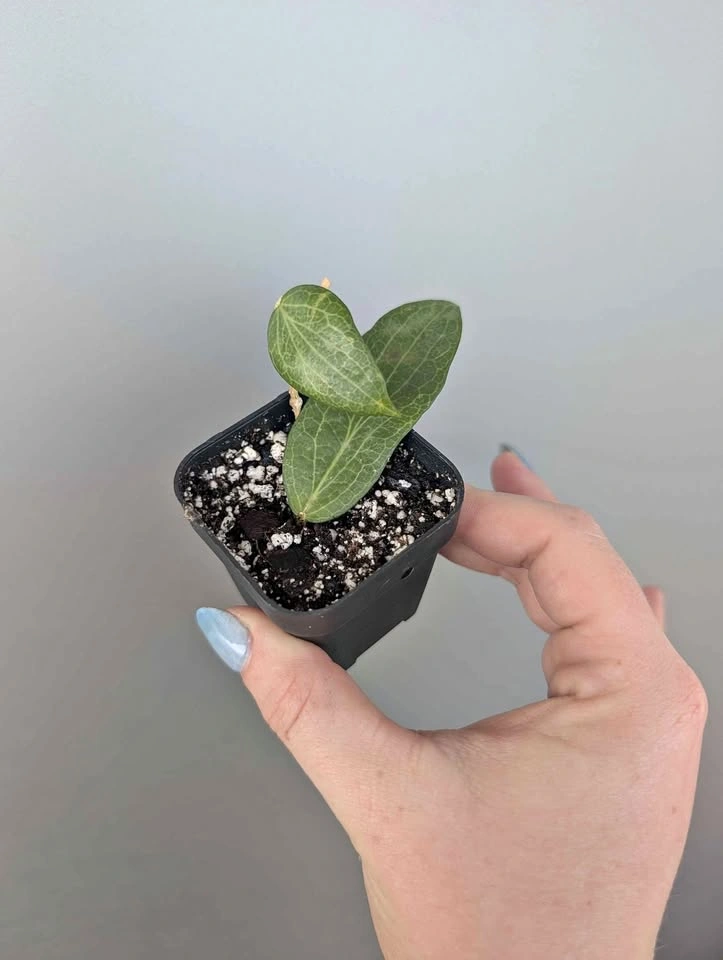 Hoya fitchii plant