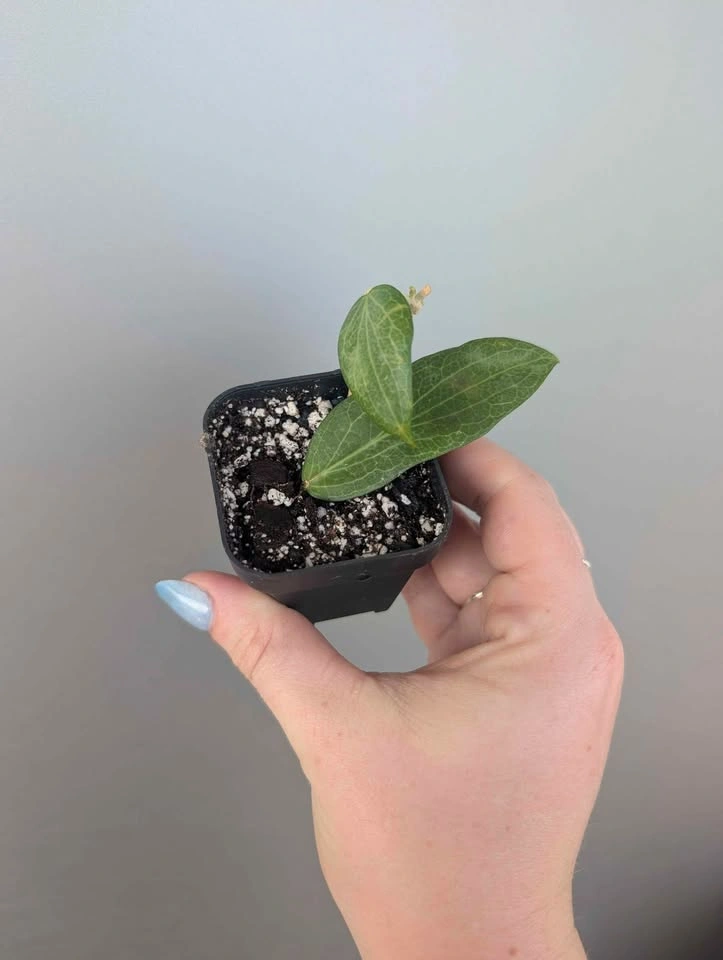 Hoya fitchii plant - photo 2