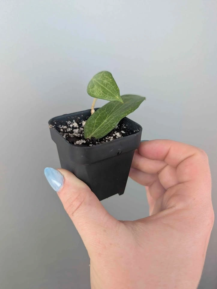Hoya fitchii plant - photo 3