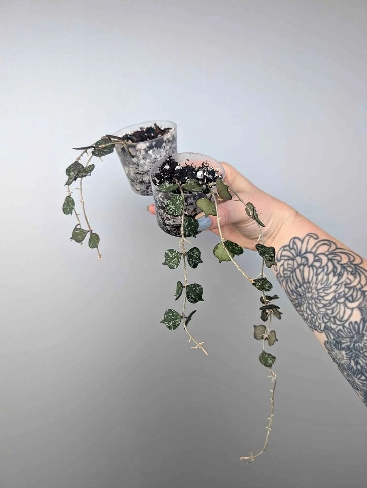 hoya curtisii plants