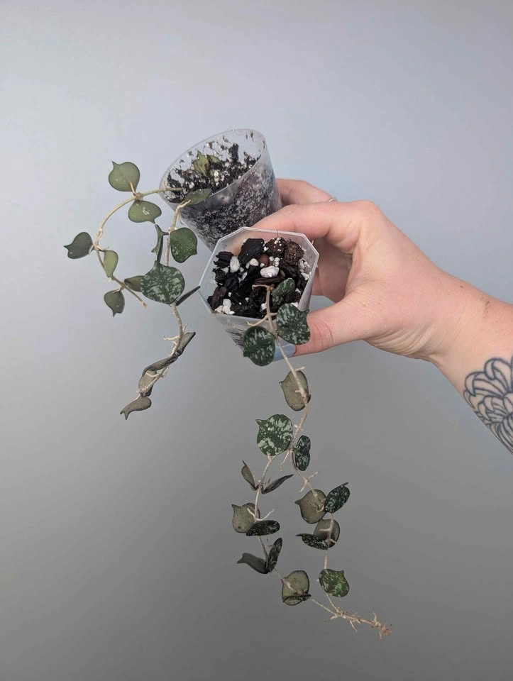 hoya curtisii plants - photo 2