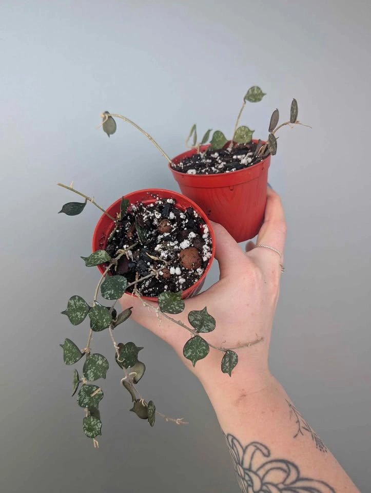 hoya curtisii plants - photo 3