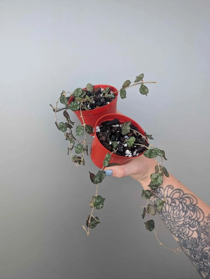 hoya curtisii plants - photo 5
