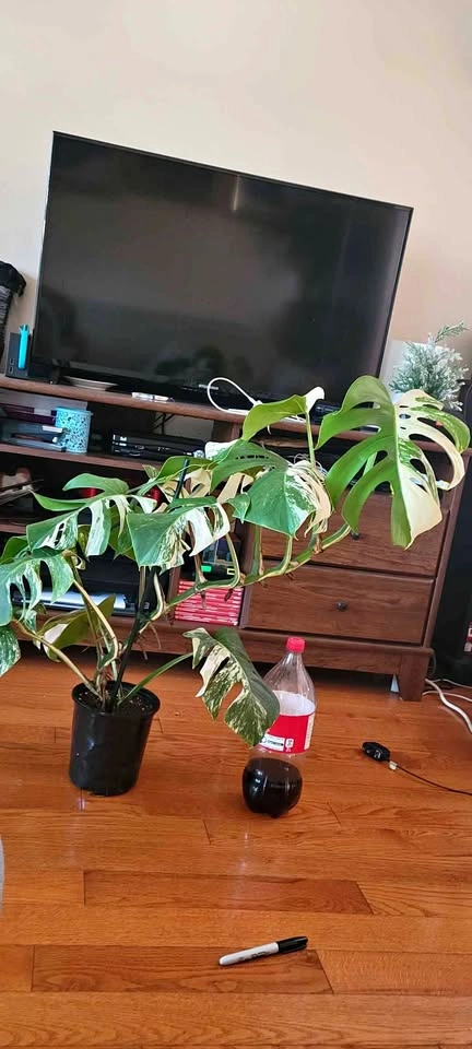 Big Monstera Albo (Plant 6)