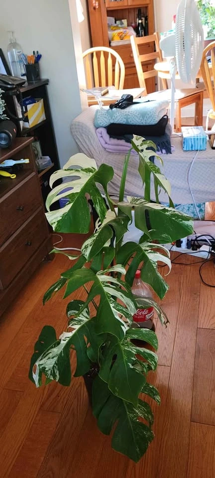Big Monstera Albo (Plant 6) - photo 2