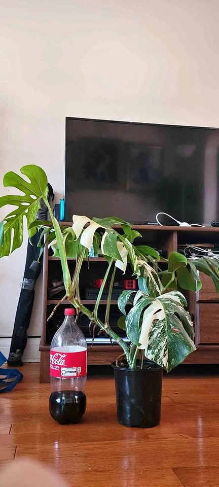 Big Monstera Albo (Plant 5)