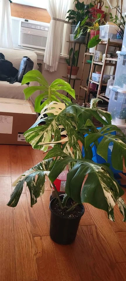 Big Monstera Albo (Plant 5) - photo 2