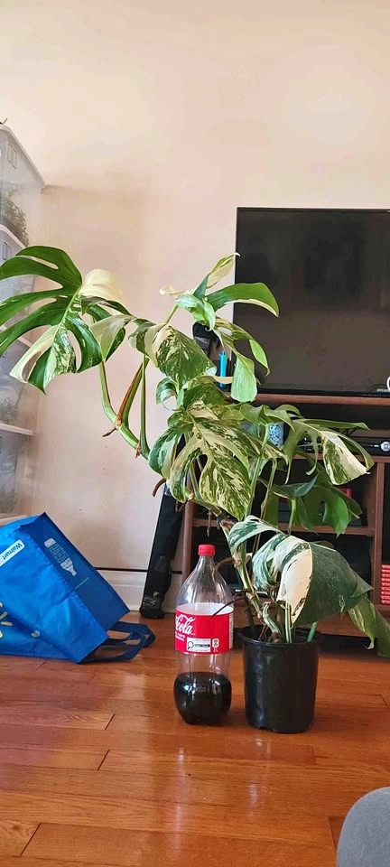 Big Monstera Albo (Plant 4)