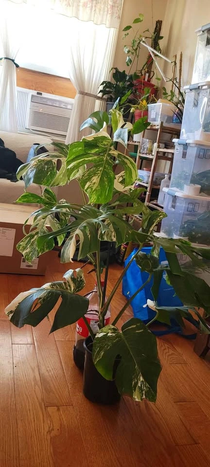 Big Monstera Albo (Plant 4) - photo 2